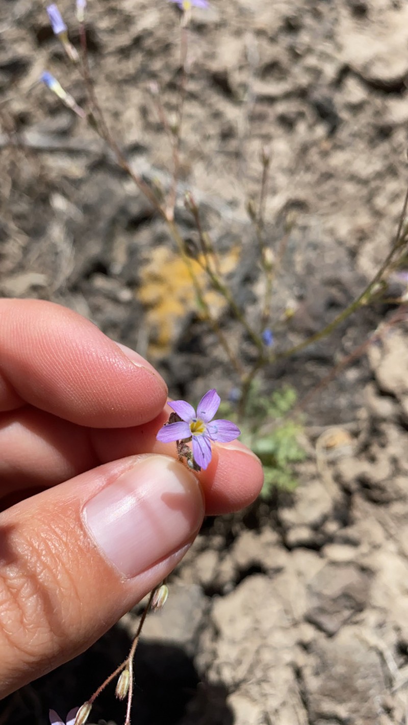 Salt Gilia photo 7
