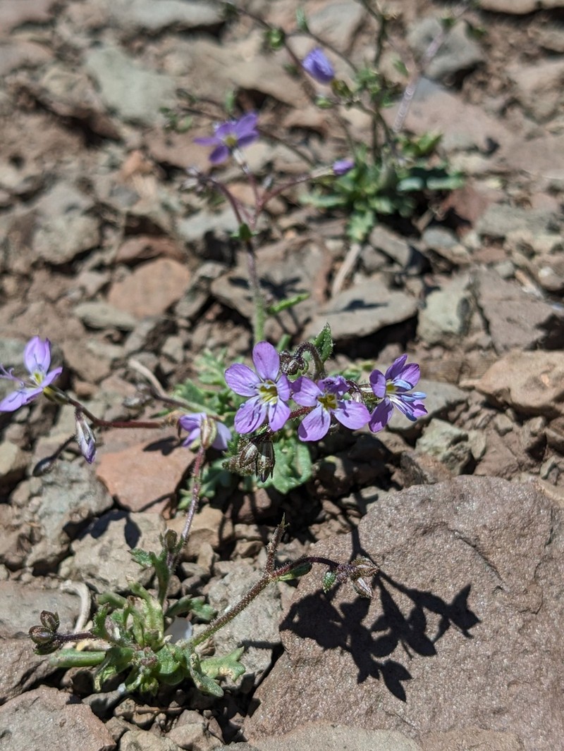 Salt Gilia photo 8