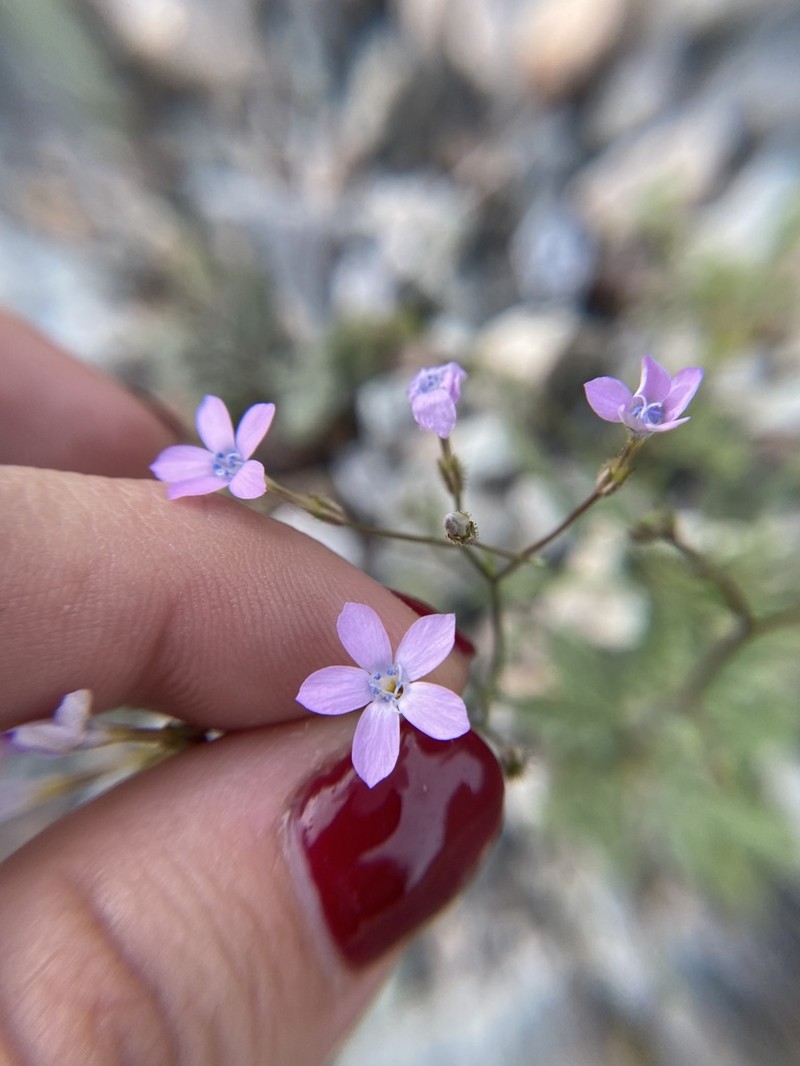 Rock Gilia