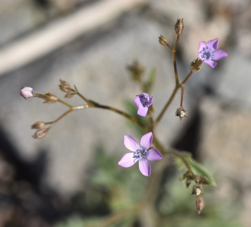 Rock Gilia photo 2