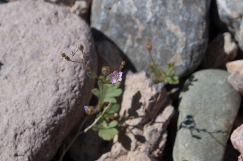 Rock Gilia photo 3