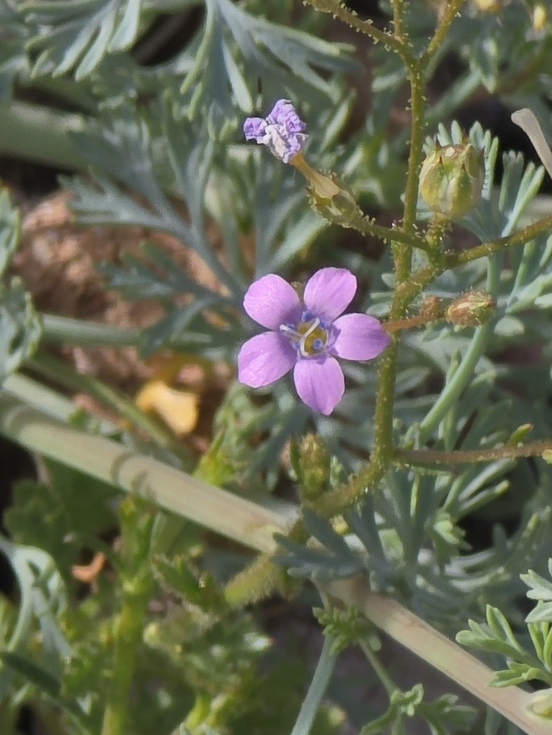Rock Gilia photo 4