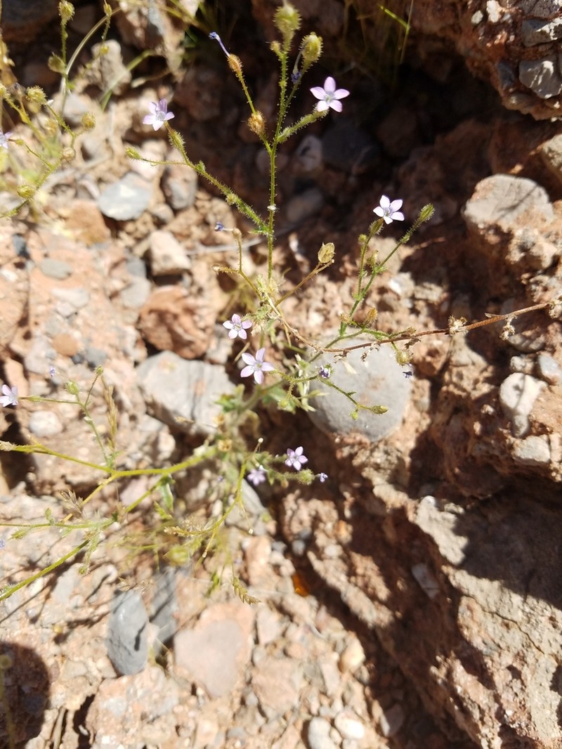 Rock Gilia photo 5