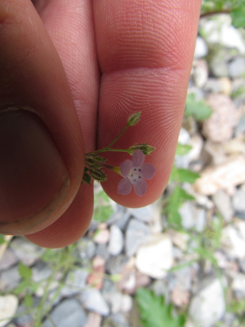 Rock Gilia photo 6
