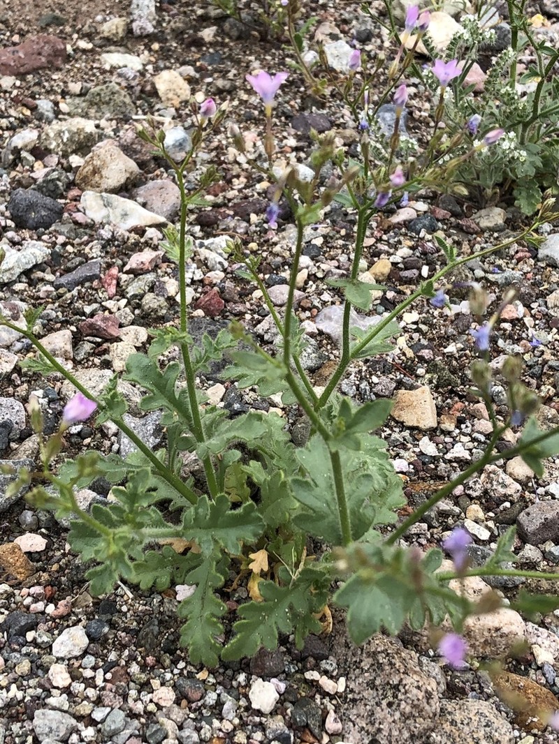 Rock Gilia photo 7