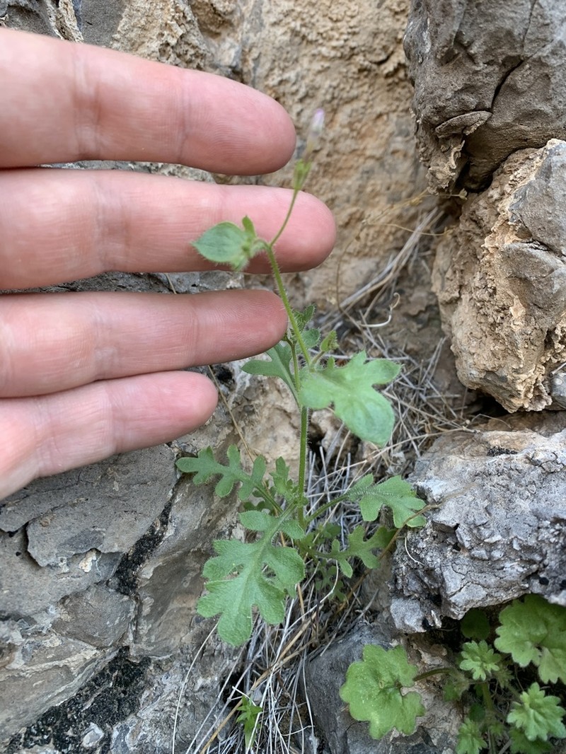 Rock Gilia photo 8