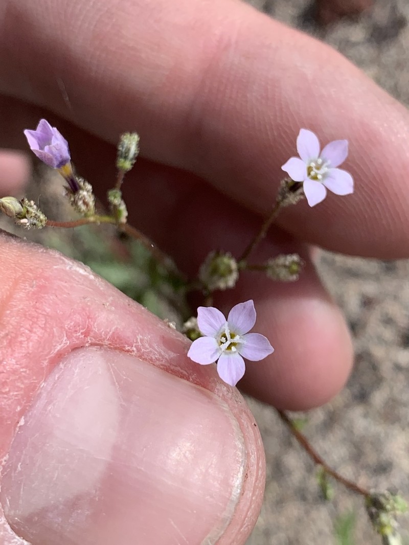 Rosy Gilia
