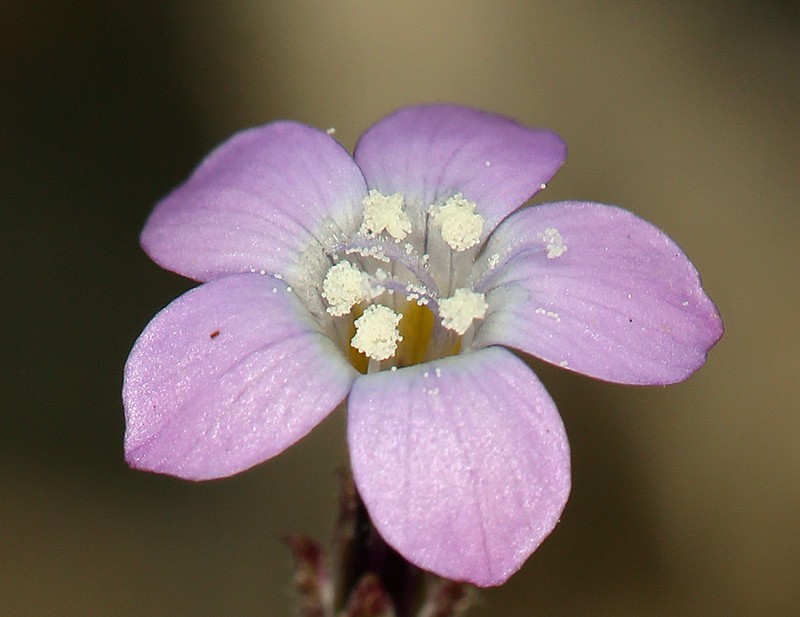 Rosy Gilia photo 2