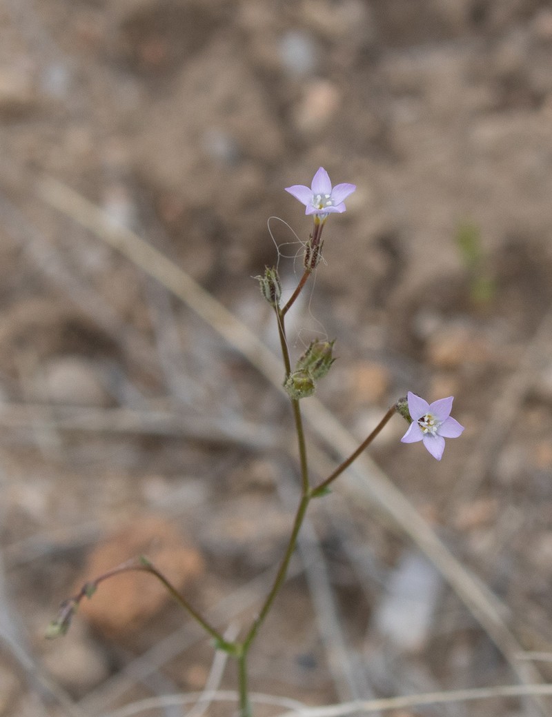 Rosy Gilia photo 3