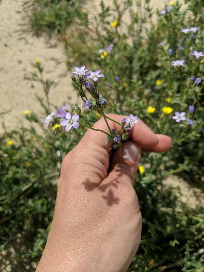 Rosy Gilia photo 4