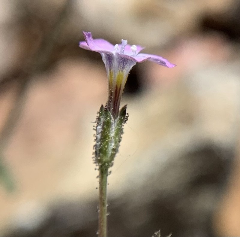 Rosy Gilia photo 5