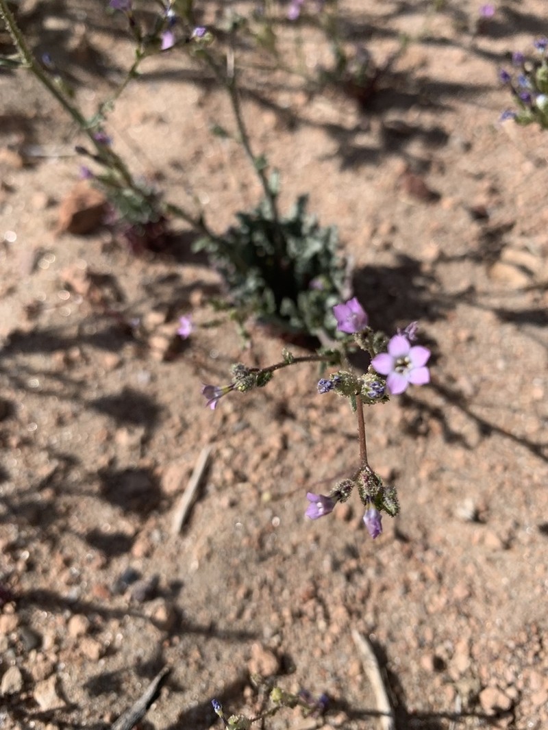 Rosy Gilia photo 6