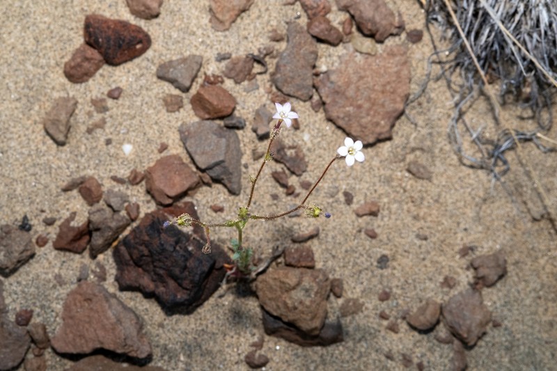 Rosy Gilia photo 7