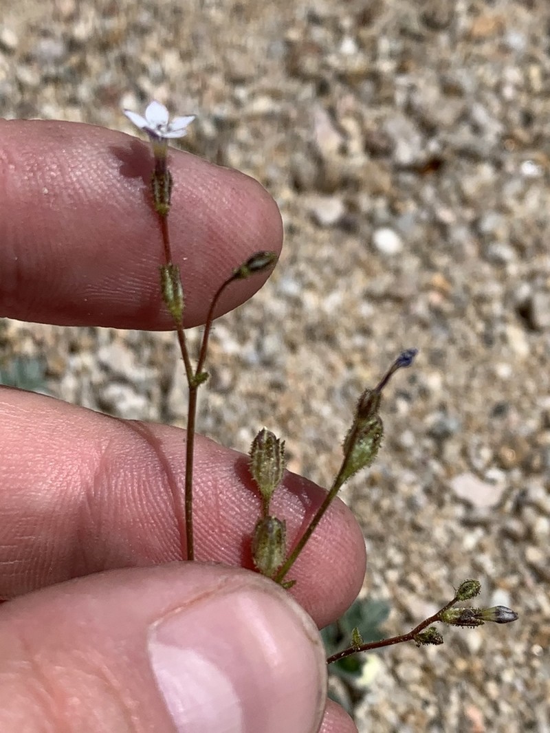 Rosy Gilia photo 8