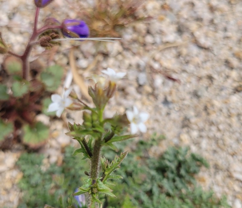 Star Gilia