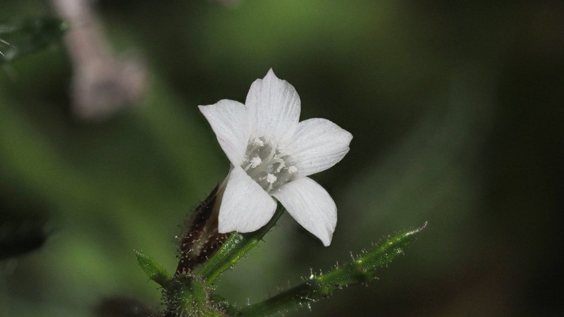 Star Gilia photo 2