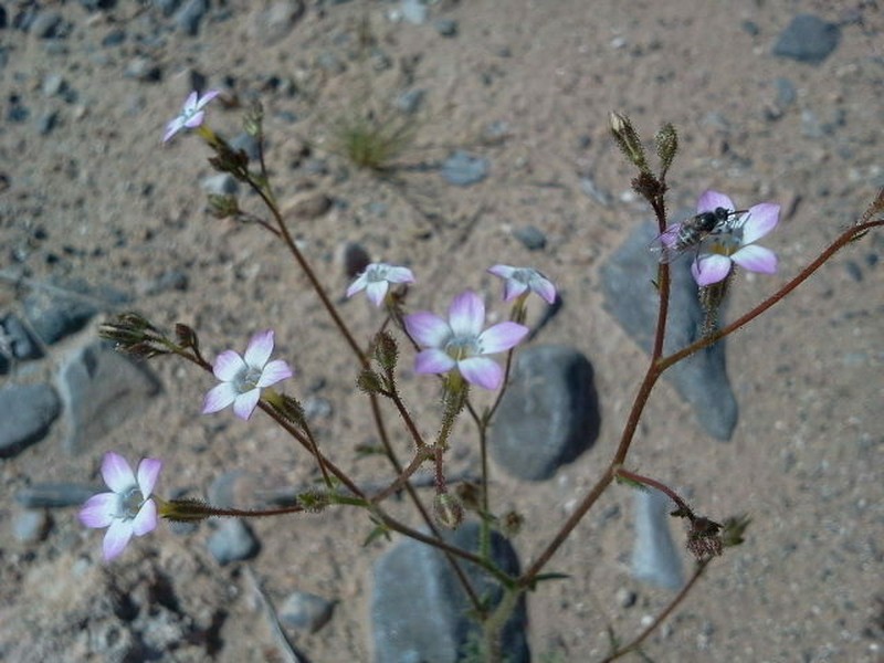 Star Gilia photo 3