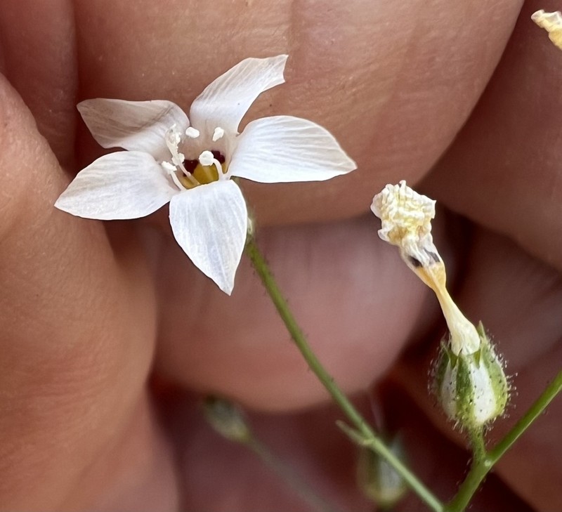 Star Gilia photo 4