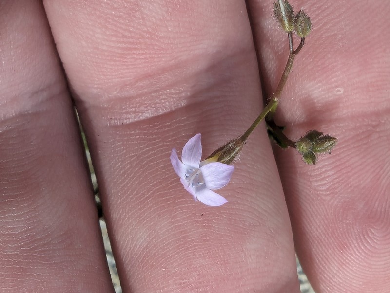 Star Gilia photo 5