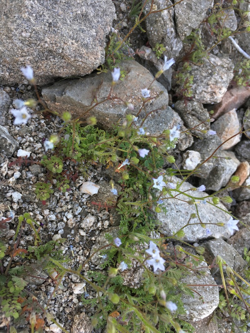 Star Gilia photo 6