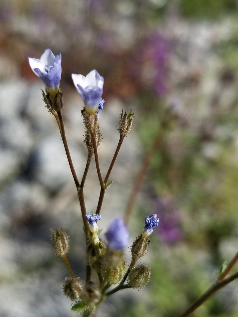 Star Gilia photo 7