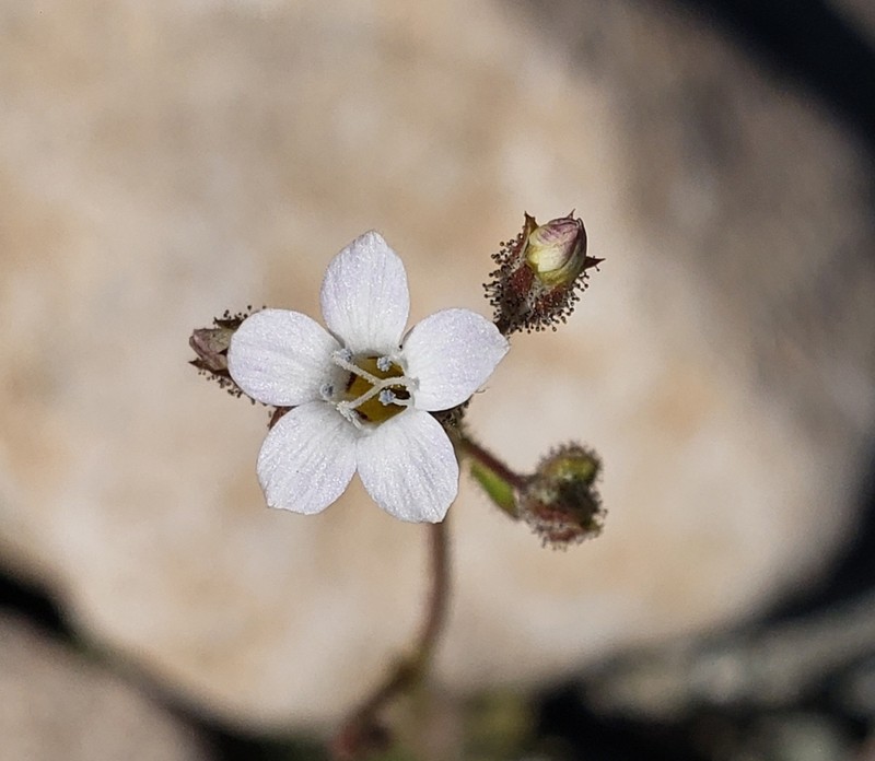 Star Gilia photo 8
