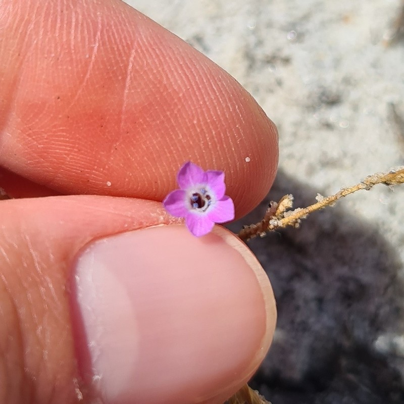 Greater Yellowthroat Gilia photo 4