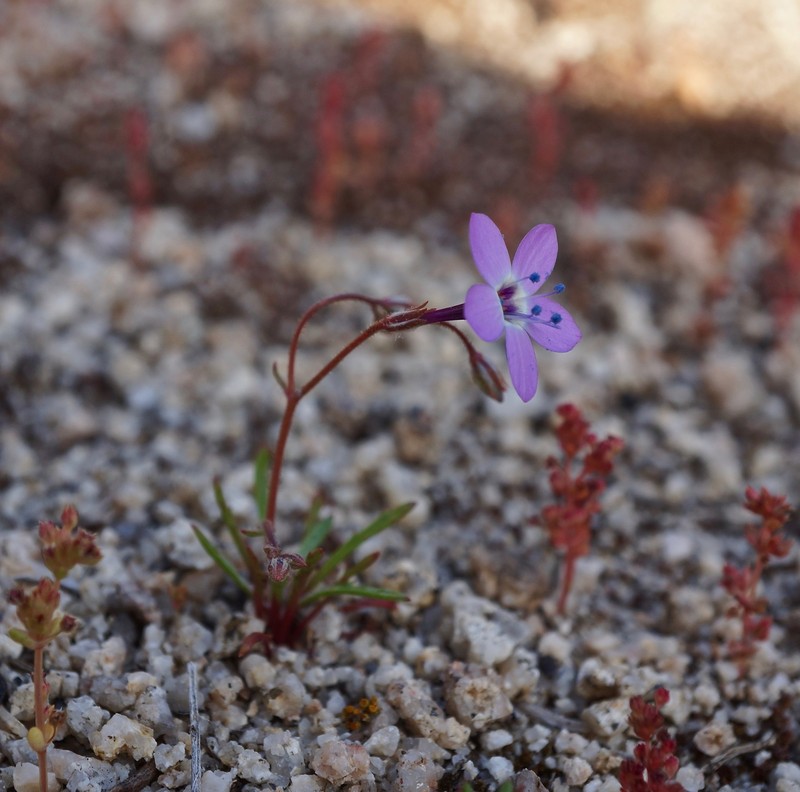 Gilia tenuiflora subsp. amplifaucalis
