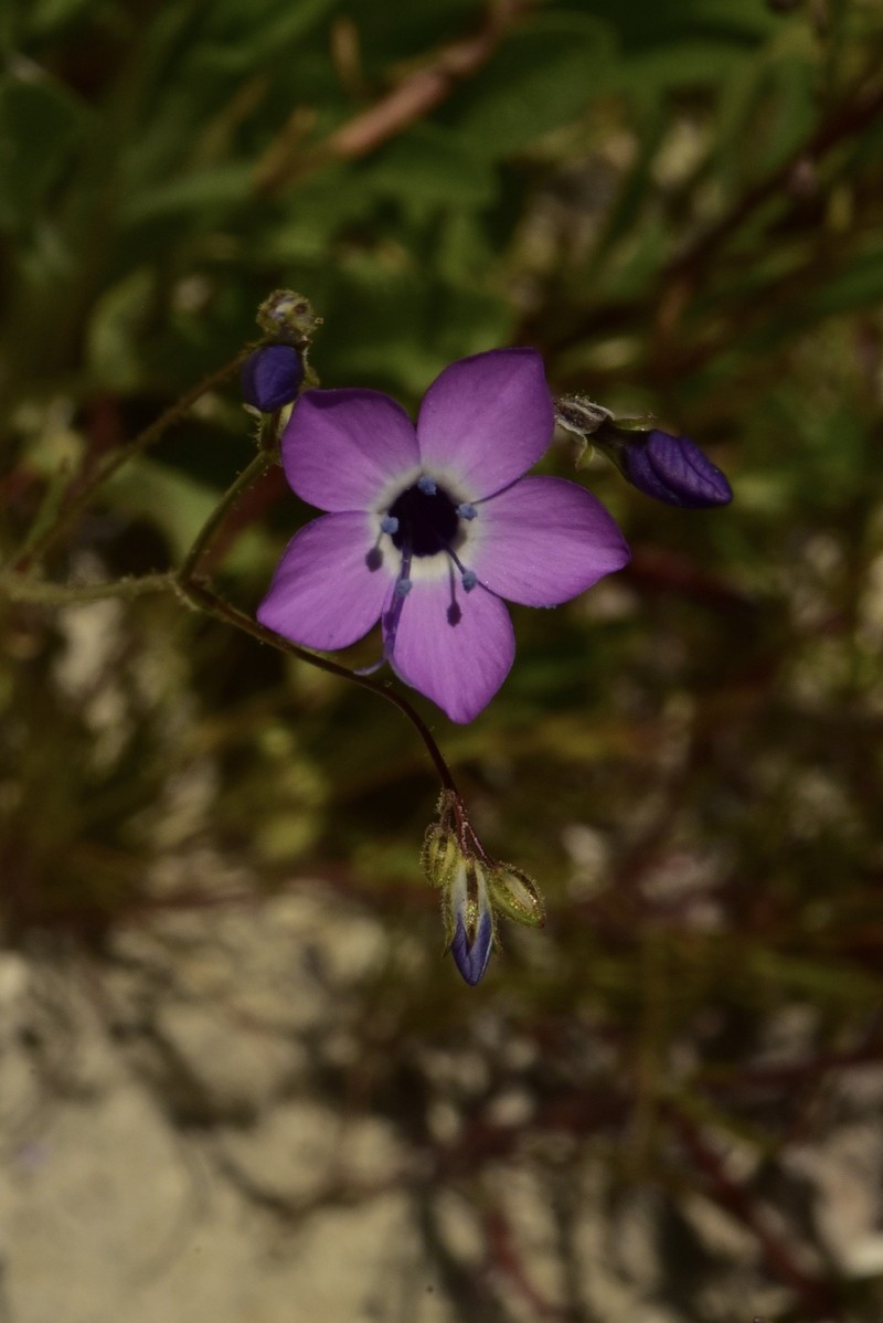 Gilia tenuiflora subsp. amplifaucalis photo 2