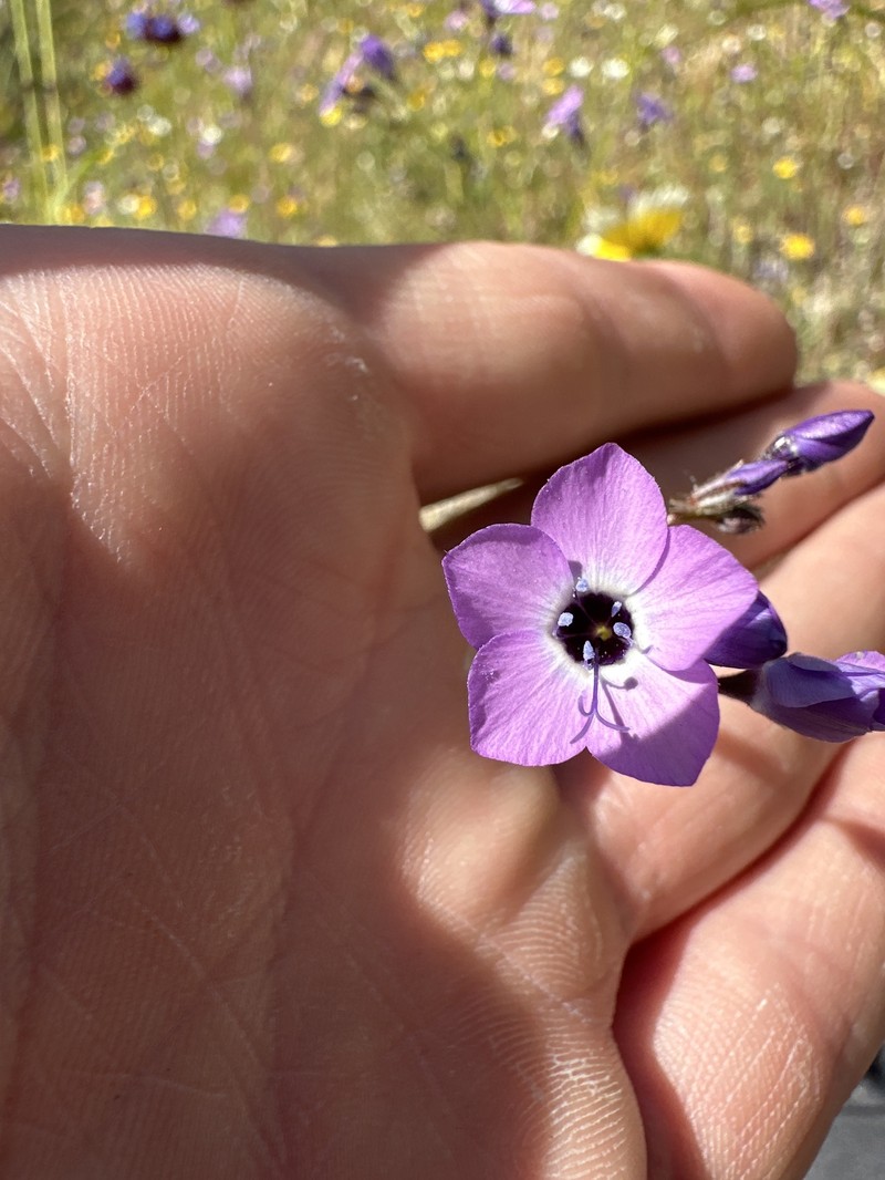 Gilia tenuiflora subsp. amplifaucalis photo 3