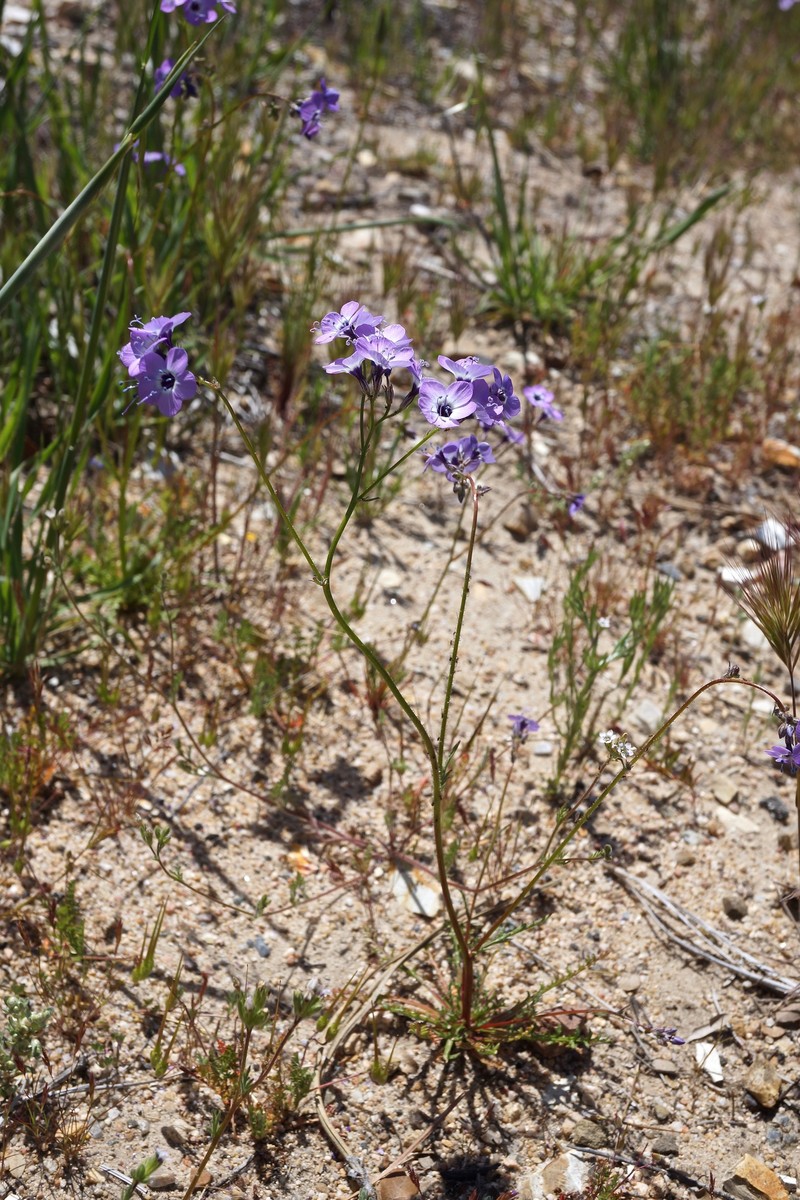 Gilia tenuiflora subsp. amplifaucalis photo 4