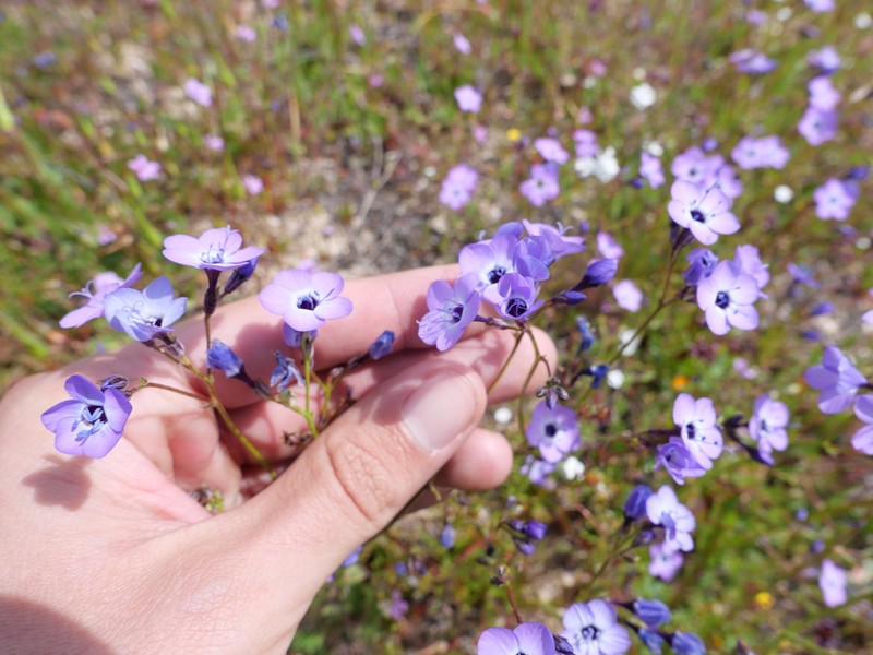 Gilia tenuiflora subsp. amplifaucalis photo 5