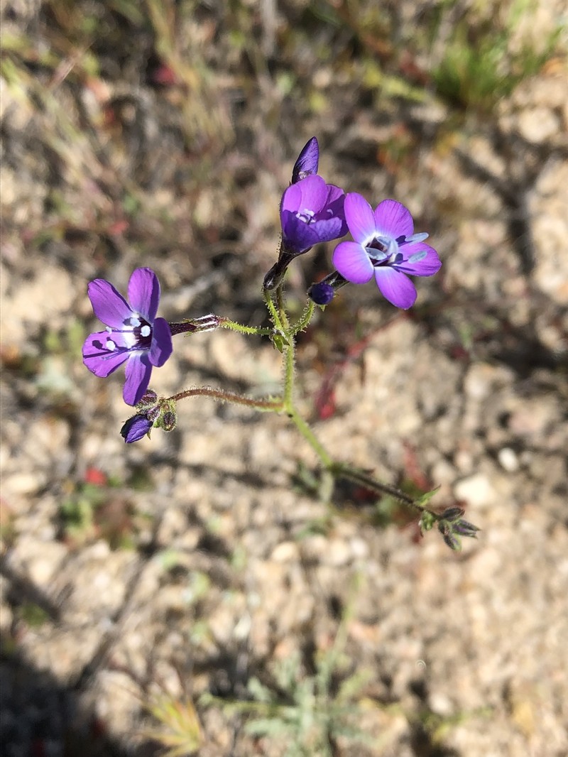 Gilia tenuiflora subsp. amplifaucalis photo 7