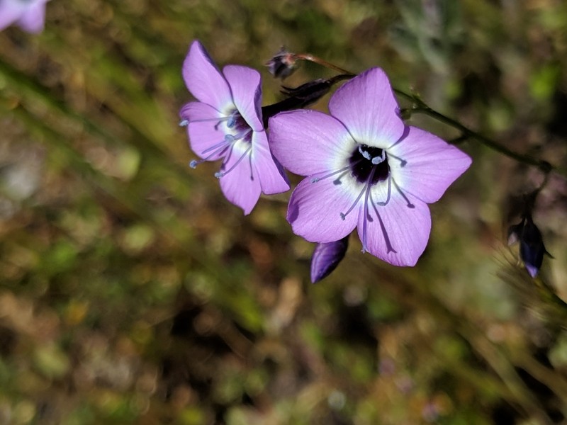 Gilia tenuiflora subsp. amplifaucalis photo 8