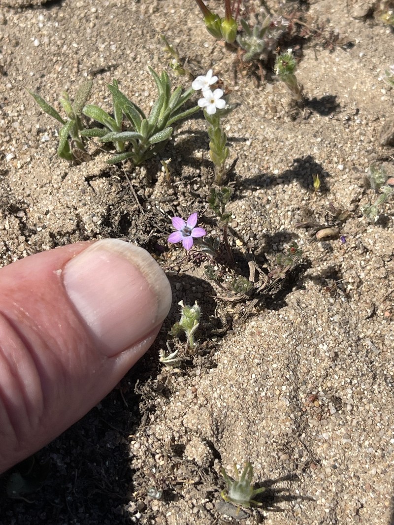 Gilia tenuiflora subsp. arenaria