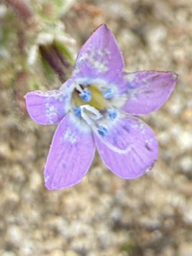 Gilia tenuiflora subsp. arenaria photo 2
