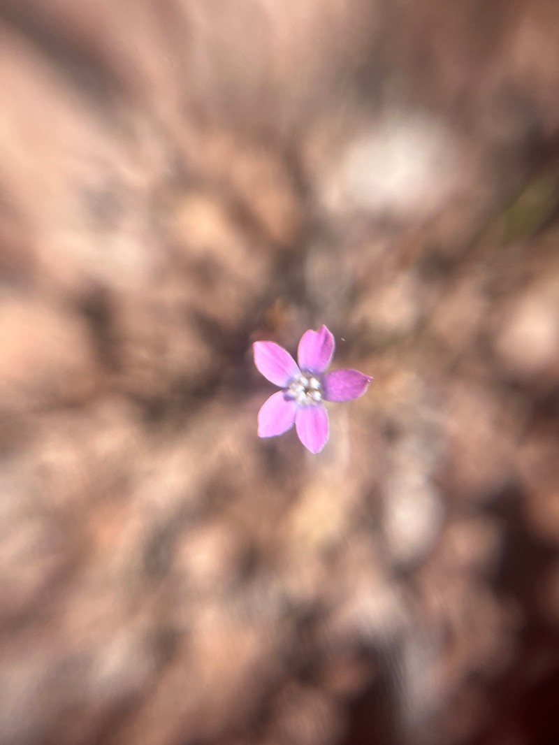 Gilia tenuiflora subsp. arenaria photo 3
