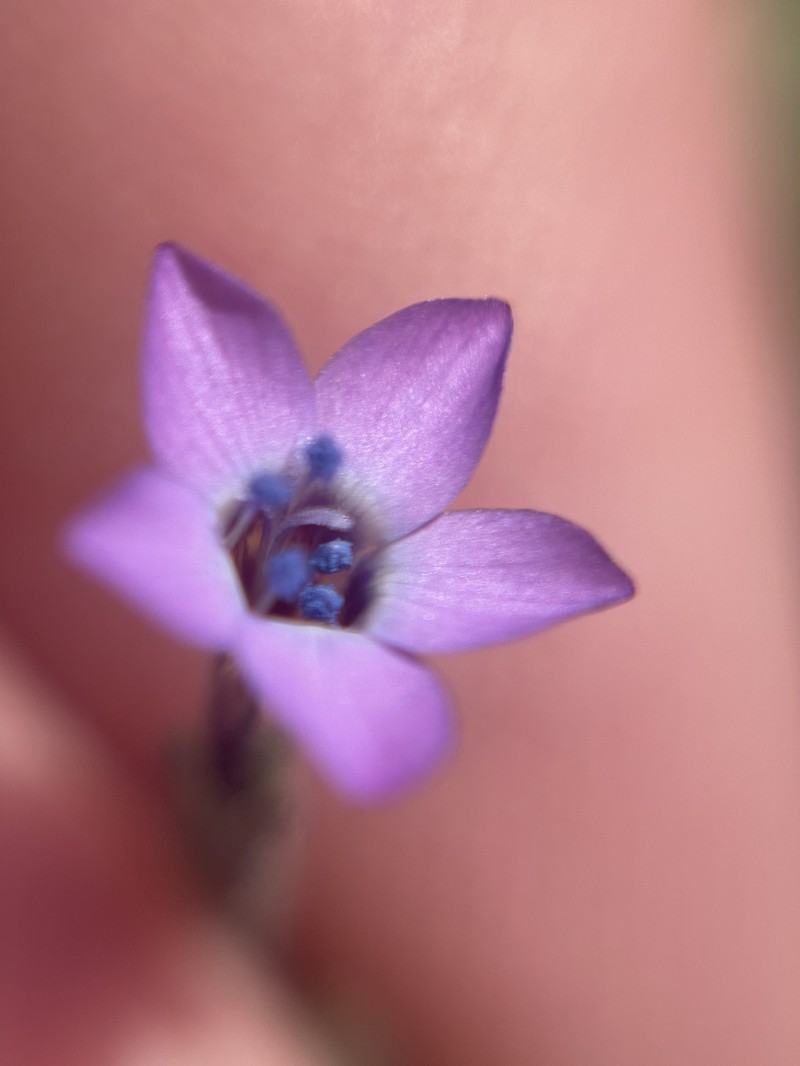 Gilia tenuiflora subsp. arenaria photo 4