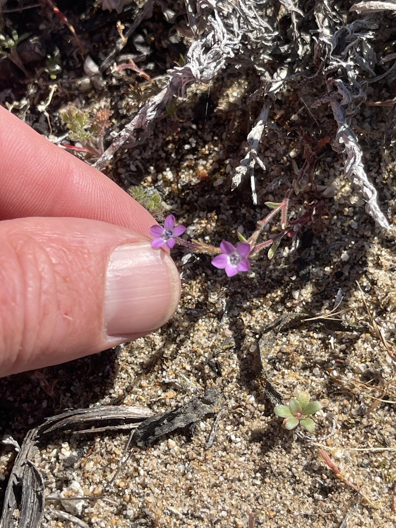 Gilia tenuiflora subsp. arenaria photo 6