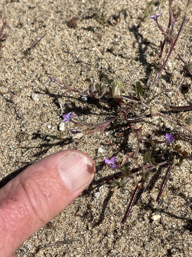 Gilia tenuiflora subsp. arenaria photo 8