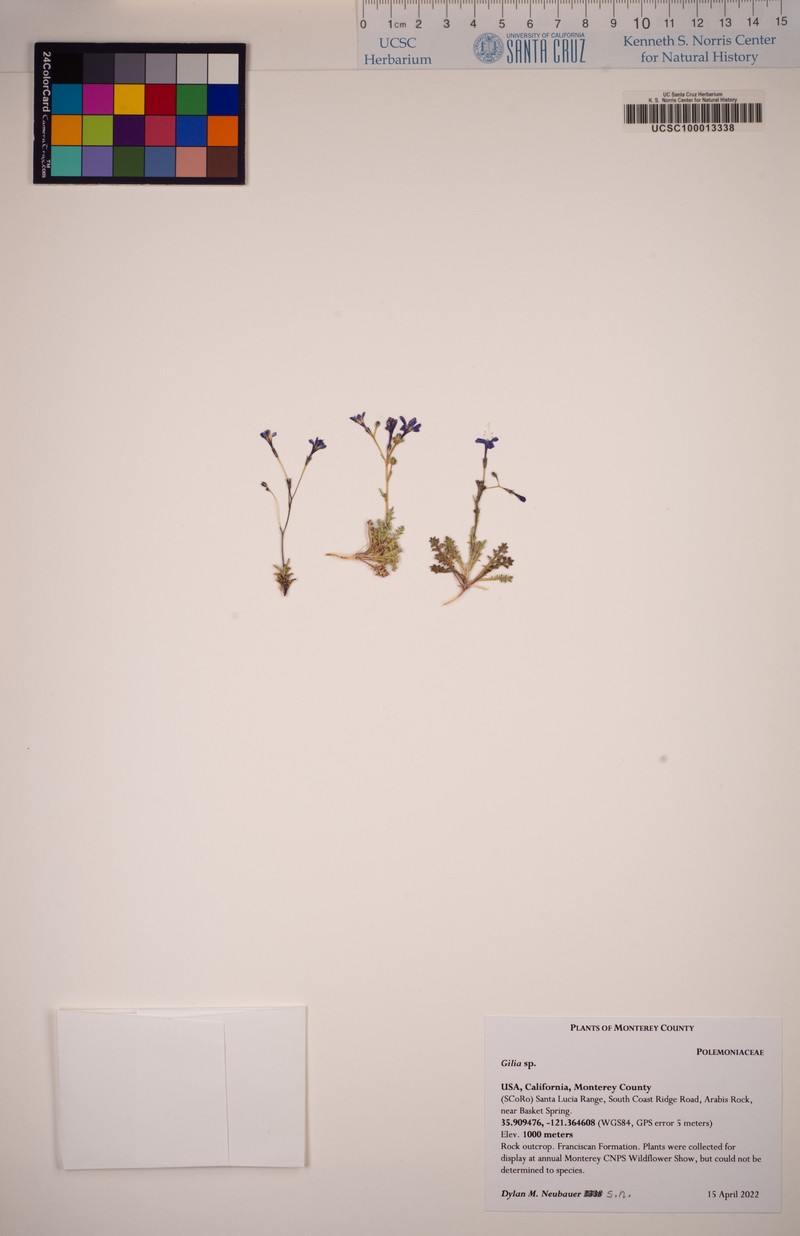Gilia tenuiflora subsp. docmilleri photo 2