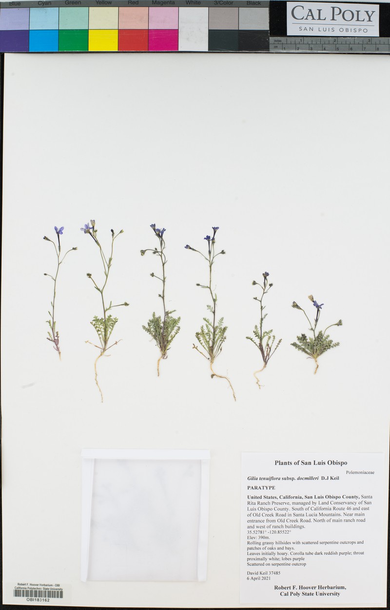 Gilia tenuiflora subsp. docmilleri photo 3