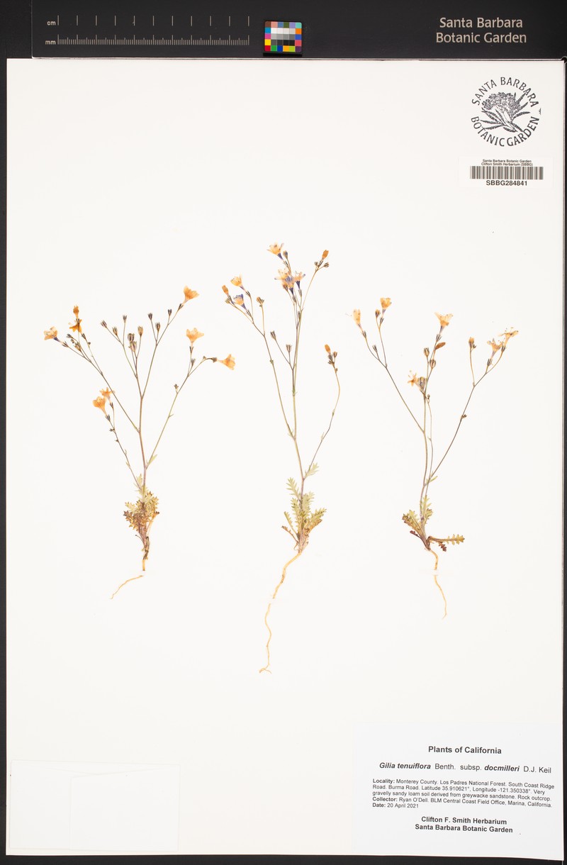 Gilia tenuiflora subsp. docmilleri photo 4