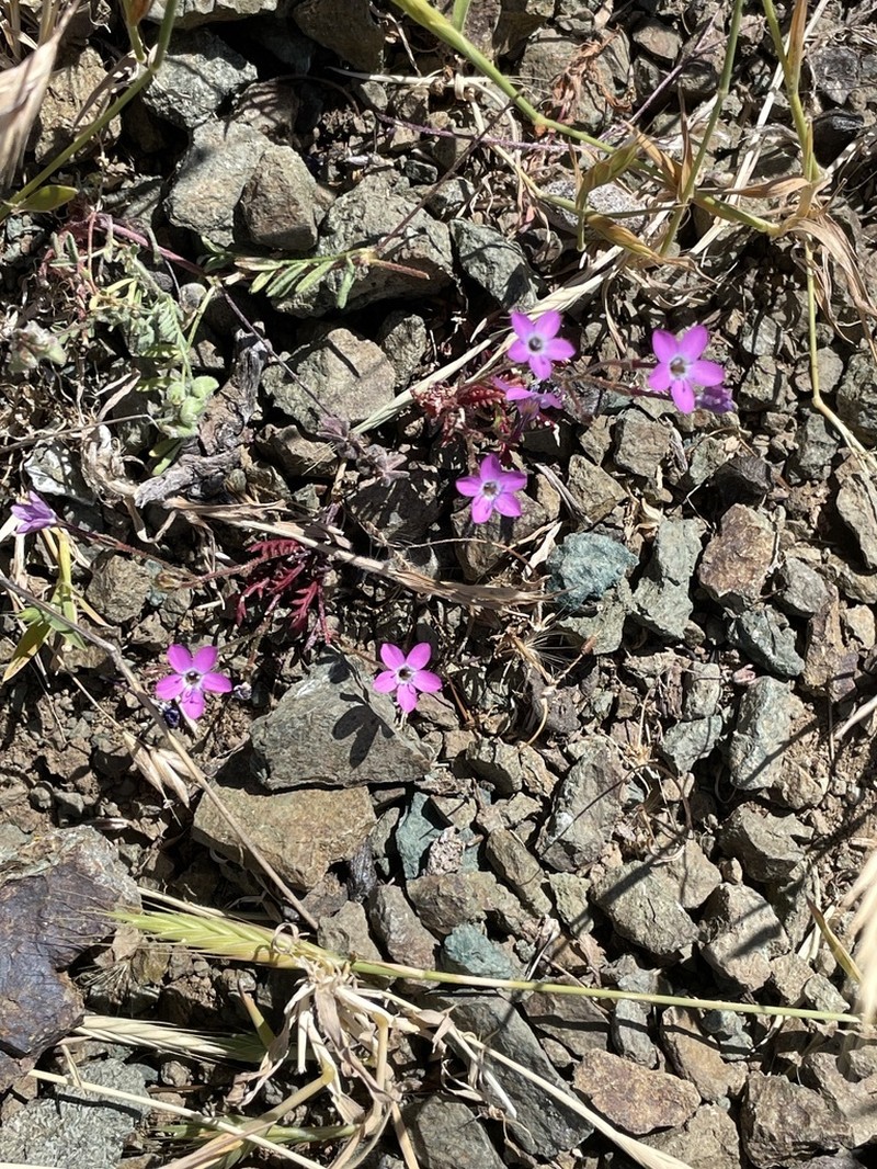 Gilia tenuiflora subsp. docmilleri
