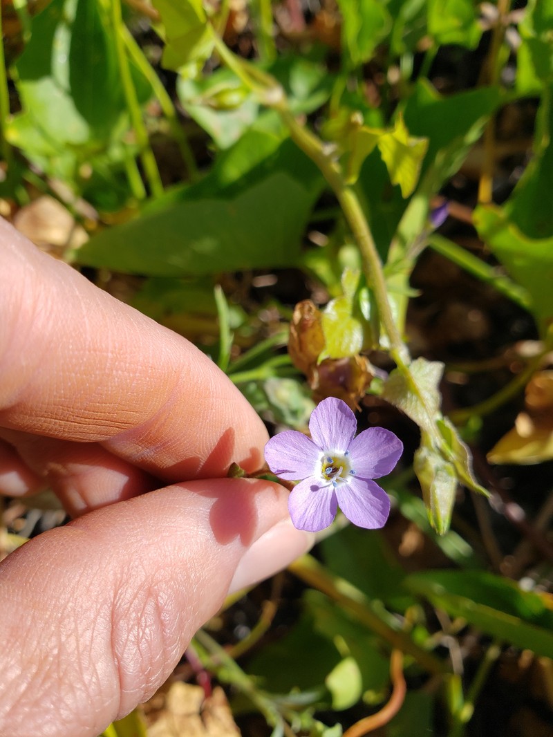 Gilia tenuiflora subsp. hoffmannii