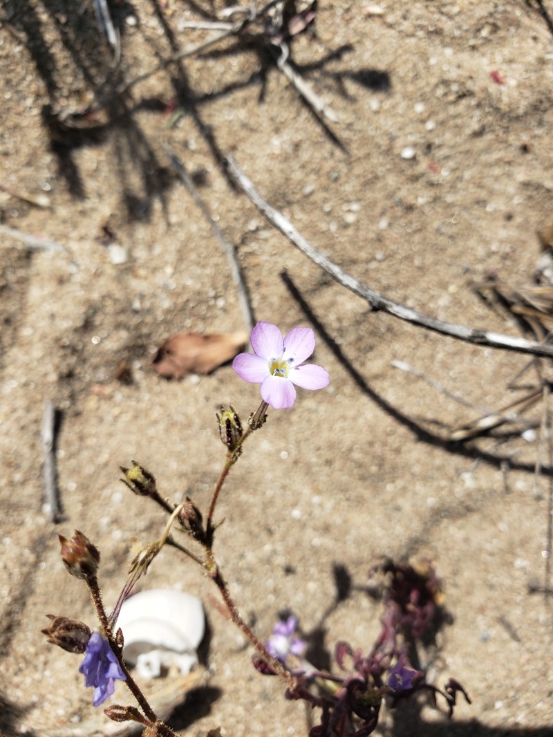Gilia tenuiflora subsp. hoffmannii photo 2