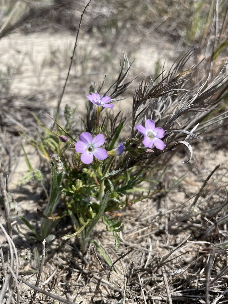 Gilia tenuiflora subsp. hoffmannii photo 3