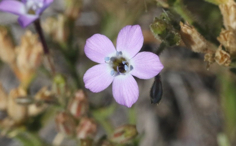 Gilia tenuiflora subsp. hoffmannii photo 4