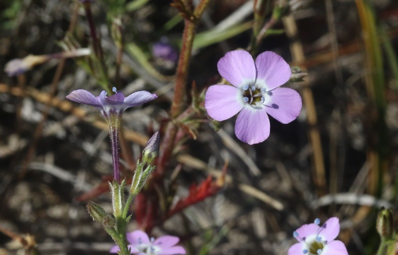 Gilia tenuiflora subsp. hoffmannii photo 5