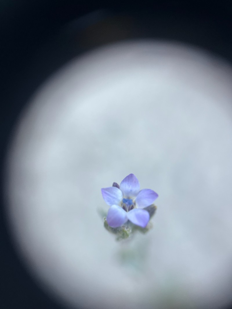 Gilia tenuiflora subsp. tenuiflora